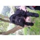 Englischer Cockerspaniel Welpen - Hündin