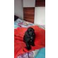 Englischer Cockerspaniel Welpen - Hündin