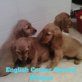 Englischer Cockerspaniel Welpen - Hündin