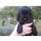 Englischer Cockerspaniel Welpen - Hündin