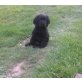 Englischer Cockerspaniel Welpen - Hündin