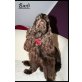 Englischer Cockerspaniel Welpen - Hündin