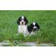 Englischer Cockerspaniel Welpen - Hündin