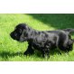 Englischer Cockerspaniel Welpen - Hündin