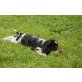 Englischer Cockerspaniel Welpen - Hündin