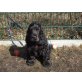 Englischer Cockerspaniel Welpen - Rüde