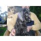 Englischer Cockerspaniel Welpen - Rüde