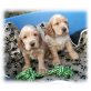 Englischer Cockerspaniel Welpen - Rüde