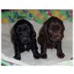Englischer Cockerspaniel Welpen - Rüde