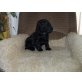 Englischer Cockerspaniel Welpen - Rüde