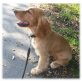 Englischer Cockerspaniel Welpen - Rüde