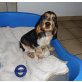 Englischer Cockerspaniel Welpen - Rüde