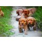 Englischer Cockerspaniel Welpen - Rüde