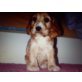 Englischer Cockerspaniel Welpen - Rüde