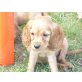 Englischer Cockerspaniel Welpen - Rüde