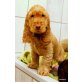 Englischer Cockerspaniel Welpen - Rüde
