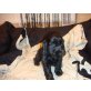 Englischer Cockerspaniel Welpen - Rüde