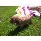 Englischer Cockerspaniel Welpen - Rüde