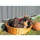 Englischer Cockerspaniel Welpen - Rüde