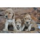 Englischer Cockerspaniel Welpen - Rüde