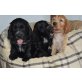Englischer Cockerspaniel Welpen - Rüde