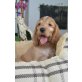 Englischer Cockerspaniel Welpen - Rüde