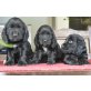 Englischer Cockerspaniel Welpen - Rüde