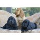 Englischer Cockerspaniel Welpen - Rüde