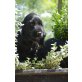 Englischer Cockerspaniel Welpen - Rüde