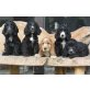 Englischer Cockerspaniel Welpen - Rüde