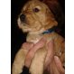 Englischer Cockerspaniel Welpen - Rüde