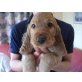 Englischer Cockerspaniel Welpen - Rüde