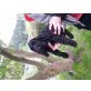 Englischer Cockerspaniel Welpen - Rüde