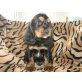 Englischer Cockerspaniel Welpen - Rüde