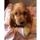 Englischer Cockerspaniel Welpen - Rüde