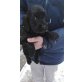 Englischer Cockerspaniel Welpen - Rüde