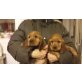 Englischer Cockerspaniel Welpen - Rüde