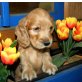 Englischer Cockerspaniel Welpen - Rüde