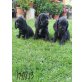 Englischer Cockerspaniel Welpen - Rüde