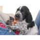 Englischer Cockerspaniel Welpen - Rüde