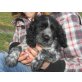 Englischer Cockerspaniel Welpen - Rüde