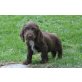 Englischer Cockerspaniel Welpen - Rüde