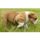 English Bulldog welpen zu verkaufen, Englische Bulldogge - Hündin
