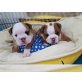 English Bulldog welpen zu verkaufen, Englische Bulldogge - Hündin