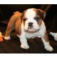 English Bulldog welpen zu verkaufen, Englische Bulldogge - Rüde