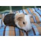 English Crested - männlich