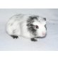 English Crested - männlich