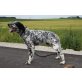 English Setter - Rüde