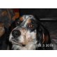 English Setter tricolor, English Setter - Rüde