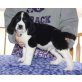 English Springer Spaniel - Rüde